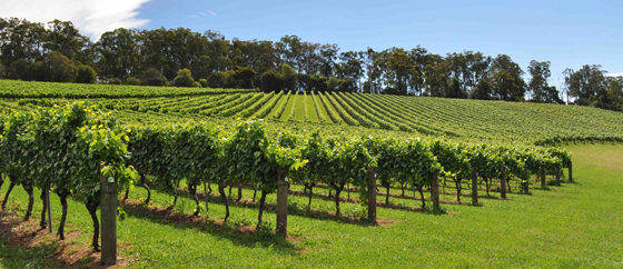 كيف سيبدو العالم لو تحول كل سكانه الى الطعام النباتي؟ صورة رقم 3