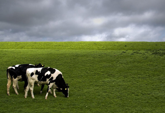 كيف سيبدو العالم لو تحول كل سكانه الى الطعام النباتي؟ صورة رقم 12