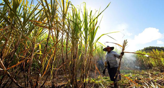 كيف سيبدو العالم لو تحول كل سكانه الى الطعام النباتي؟ صورة رقم 5