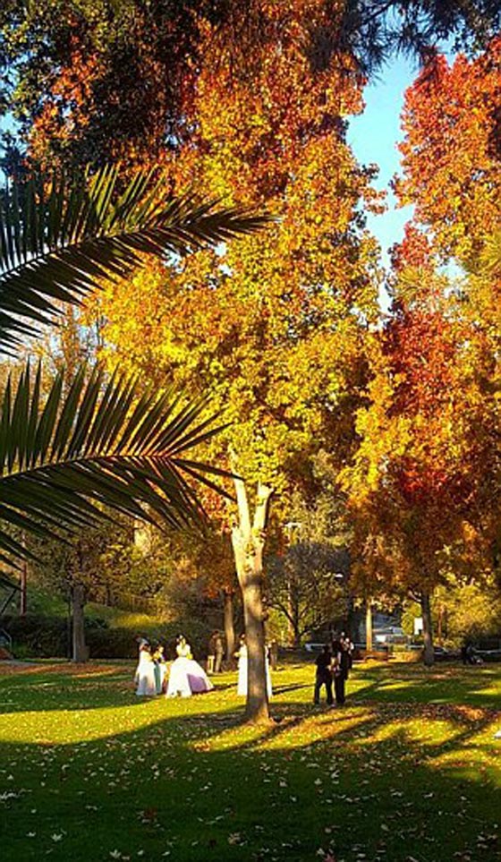 سقوط شجرة يحول حفل زفاف الى ماساة بمقتل العروس صورة رقم 8