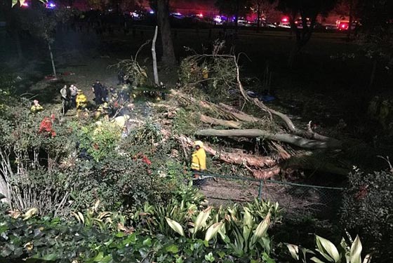 سقوط شجرة يحول حفل زفاف الى ماساة بمقتل العروس صورة رقم 4