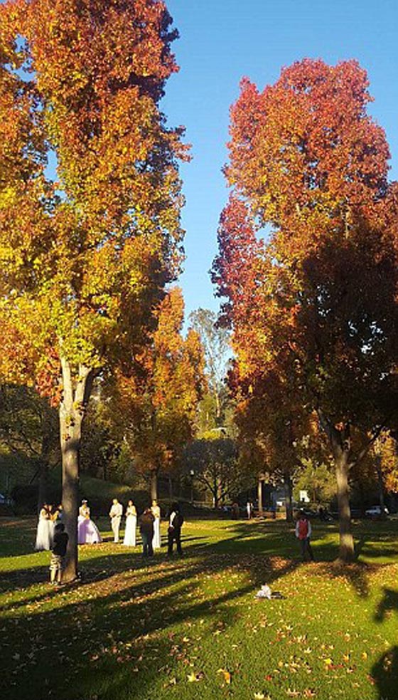 سقوط شجرة يحول حفل زفاف الى ماساة بمقتل العروس صورة رقم 9