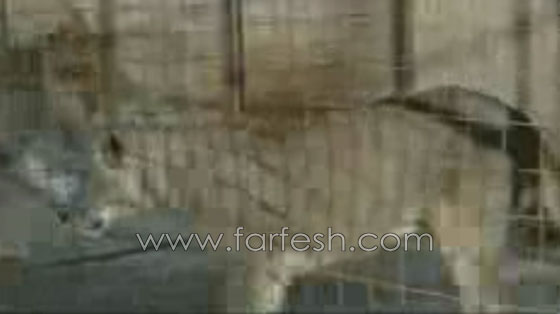 فيديو مدهش.. شاب سعودي يتحدث مع الحيوانات المفترسة صورة رقم 6