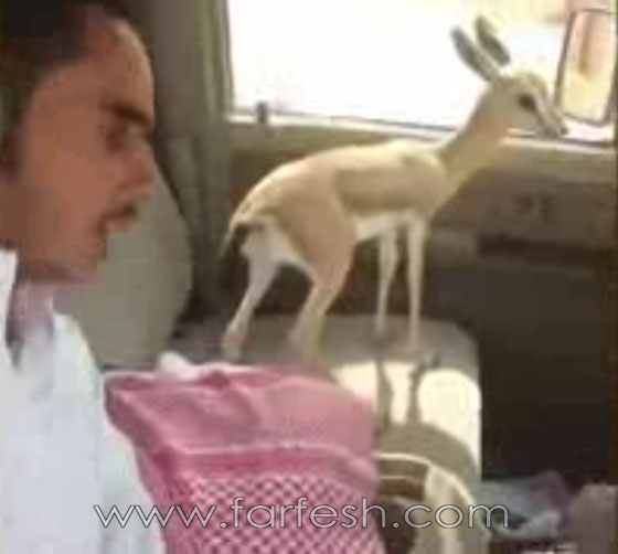 فيديو مدهش.. شاب سعودي يتحدث مع الحيوانات المفترسة صورة رقم 4