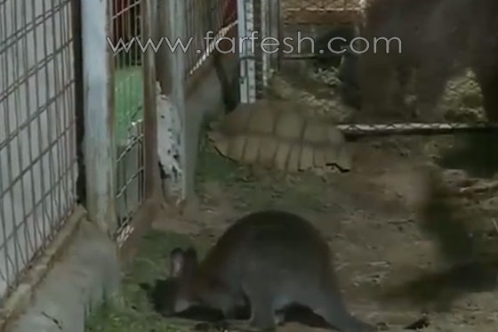 فيديو مدهش.. شاب سعودي يتحدث مع الحيوانات المفترسة صورة رقم 5