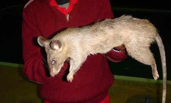 فئران ضخمة تلتهم رضيعة وتترك آثار أسنانها على بقايا جسدها! صورة رقم 1