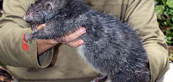 فئران ضخمة تلتهم رضيعة وتترك آثار أسنانها على بقايا جسدها! صورة رقم 2