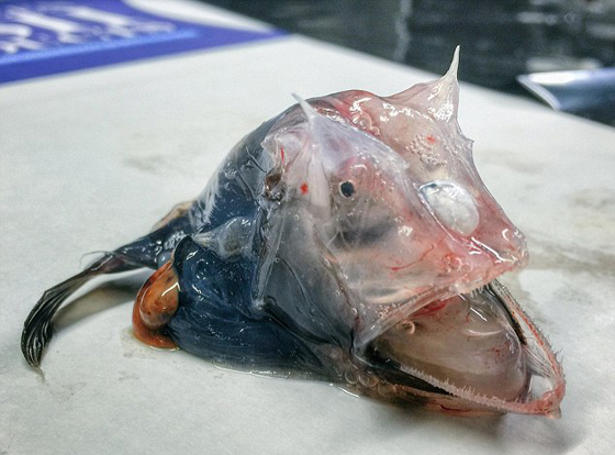 صور غريبة: مخلوقات مرعبة وقعت في شباك صياد روسي! صورة رقم 14