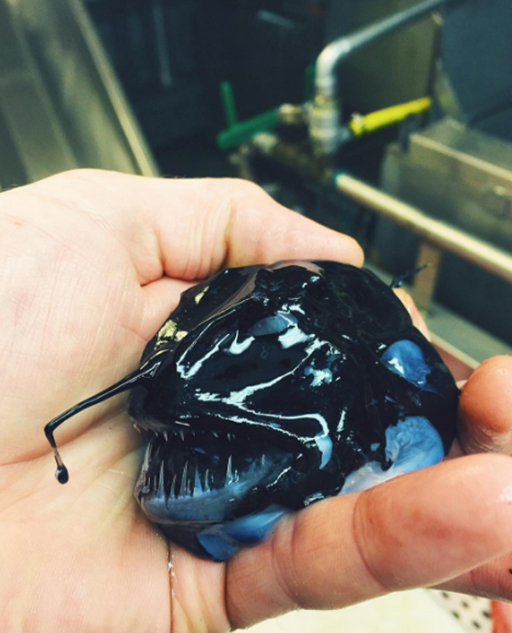 صور غريبة: مخلوقات مرعبة وقعت في شباك صياد روسي! صورة رقم 8