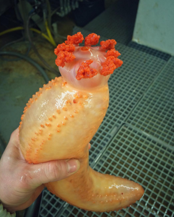 صور غريبة: مخلوقات مرعبة وقعت في شباك صياد روسي! صورة رقم 9