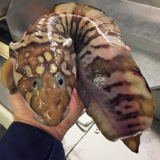 صور غريبة: مخلوقات مرعبة وقعت في شباك صياد روسي! صورة رقم 10