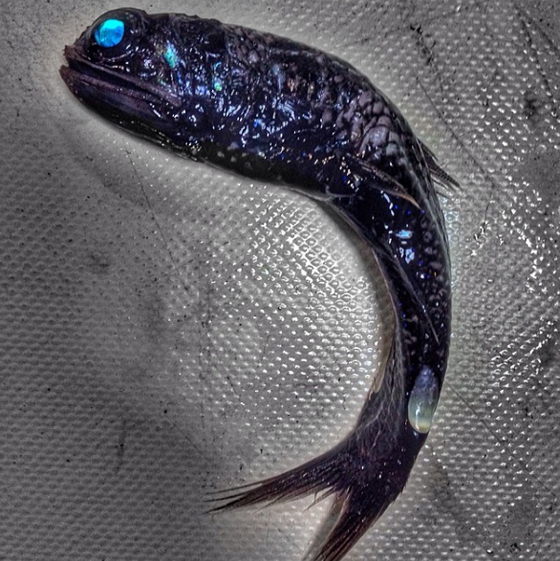 صور غريبة: مخلوقات مرعبة وقعت في شباك صياد روسي! صورة رقم 11