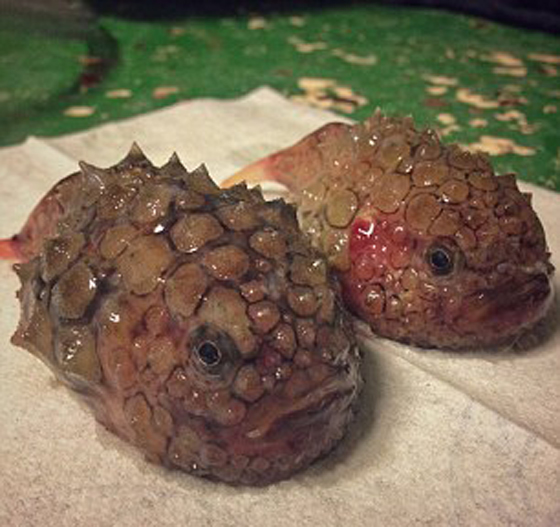 صور غريبة: مخلوقات مرعبة وقعت في شباك صياد روسي! صورة رقم 12