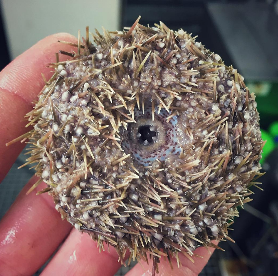 صور غريبة: مخلوقات مرعبة وقعت في شباك صياد روسي! صورة رقم 15