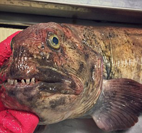 صور غريبة: مخلوقات مرعبة وقعت في شباك صياد روسي! صورة رقم 17