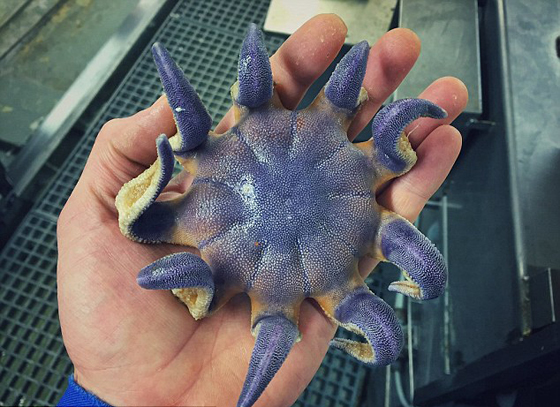 صور غريبة: مخلوقات مرعبة وقعت في شباك صياد روسي! صورة رقم 18