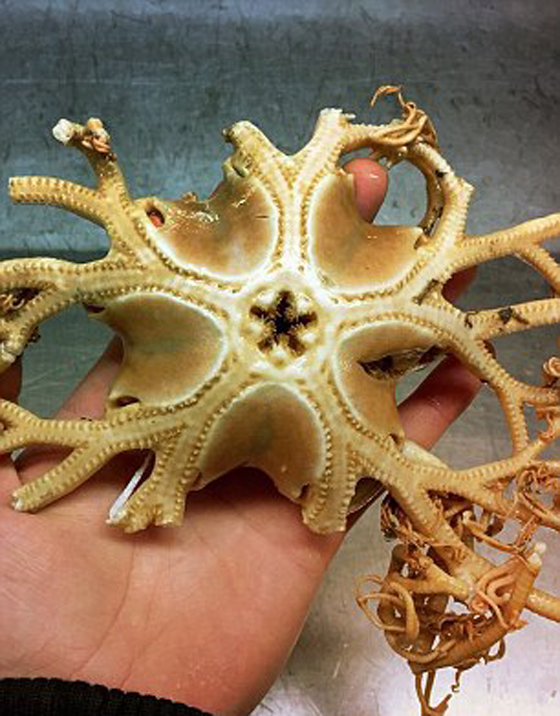 صور غريبة: مخلوقات مرعبة وقعت في شباك صياد روسي! صورة رقم 19