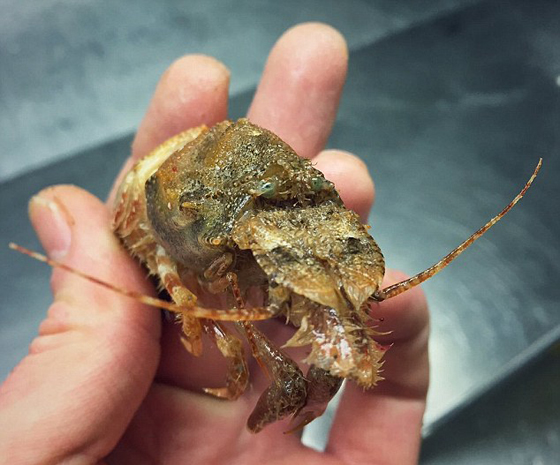 صور غريبة: مخلوقات مرعبة وقعت في شباك صياد روسي! صورة رقم 21