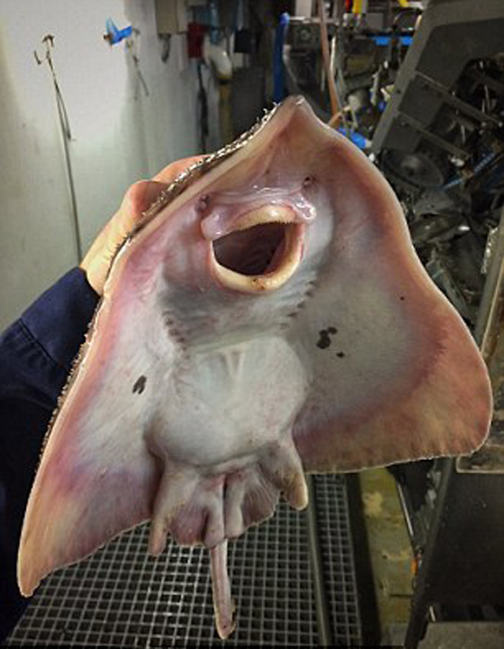 صور غريبة: مخلوقات مرعبة وقعت في شباك صياد روسي! صورة رقم 22