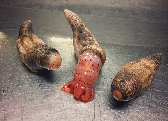 صور غريبة: مخلوقات مرعبة وقعت في شباك صياد روسي! صورة رقم 24