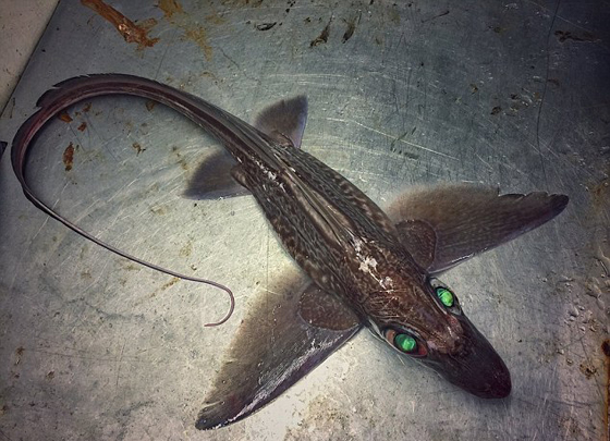 صور غريبة: مخلوقات مرعبة وقعت في شباك صياد روسي! صورة رقم 23