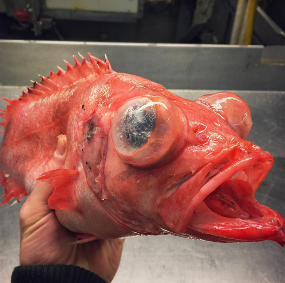 صور غريبة: مخلوقات مرعبة وقعت في شباك صياد روسي! صورة رقم 26