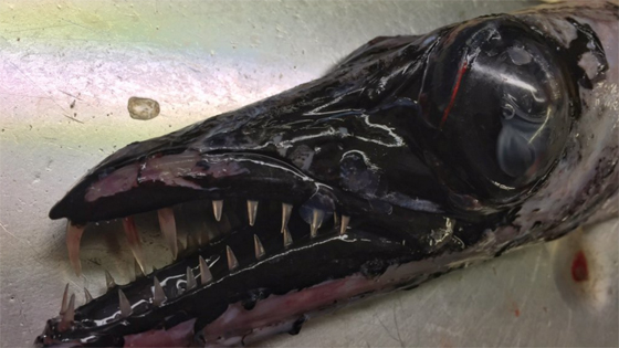 صور غريبة: مخلوقات مرعبة وقعت في شباك صياد روسي! صورة رقم 2