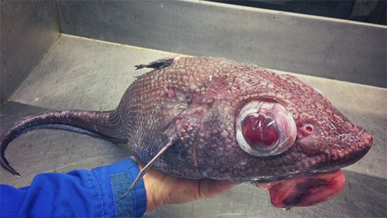 صور غريبة: مخلوقات مرعبة وقعت في شباك صياد روسي! صورة رقم 3