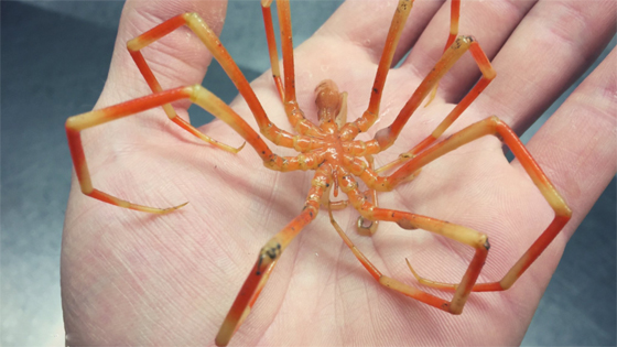 صور غريبة: مخلوقات مرعبة وقعت في شباك صياد روسي! صورة رقم 4