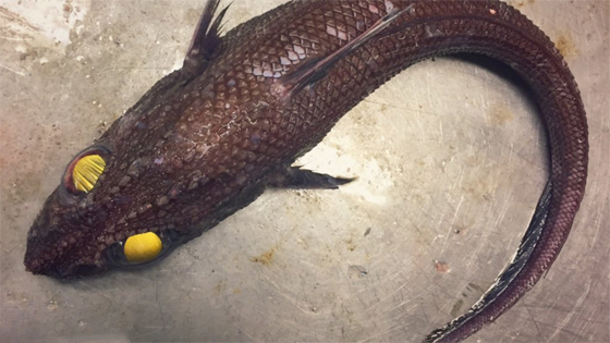 صور غريبة: مخلوقات مرعبة وقعت في شباك صياد روسي! صورة رقم 5