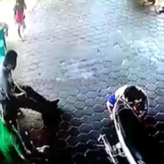 فيديو مذهل لاب ينقذ طفليه من الموت المحقق في اللحظة الأخيرة! صورة رقم 1