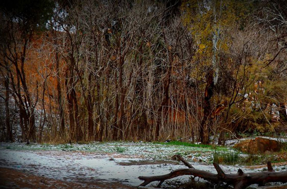  صور نادرة.. لاول مرة صحاري الجزائر تحظى بوجبة ثلوج! صورة رقم 10