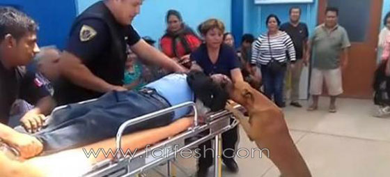 كلبان وفيان لا يغادران سرير صاحبهما المريض في البيرو..فيديو صورة رقم 2