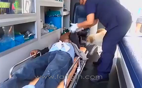 كلبان وفيان لا يغادران سرير صاحبهما المريض في البيرو..فيديو صورة رقم 4