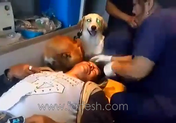 كلبان وفيان لا يغادران سرير صاحبهما المريض في البيرو..فيديو صورة رقم 5