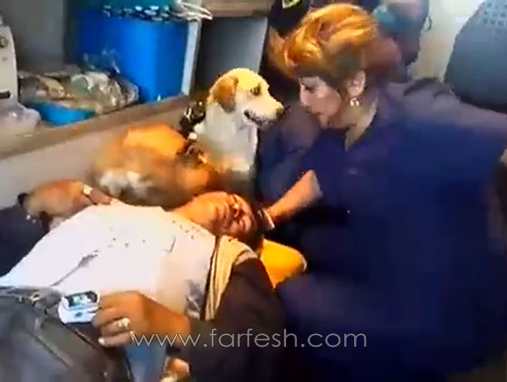 كلبان وفيان لا يغادران سرير صاحبهما المريض في البيرو..فيديو صورة رقم 1