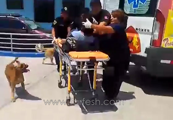 كلبان وفيان لا يغادران سرير صاحبهما المريض في البيرو..فيديو صورة رقم 6