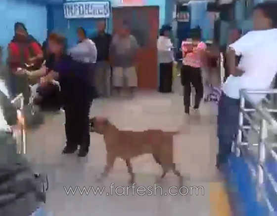 كلبان وفيان لا يغادران سرير صاحبهما المريض في البيرو..فيديو صورة رقم 7