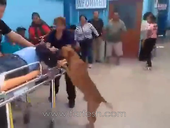 كلبان وفيان لا يغادران سرير صاحبهما المريض في البيرو..فيديو صورة رقم 8