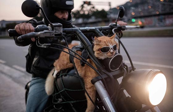 صور معبرة تحكي دموع الأسى ولحظات الفرح في عام 2016 صورة رقم 3