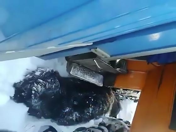 فيديو مؤلم: دهس دب بني حتى الموت يثير غضب واحتجاج الروسيين صورة رقم 1