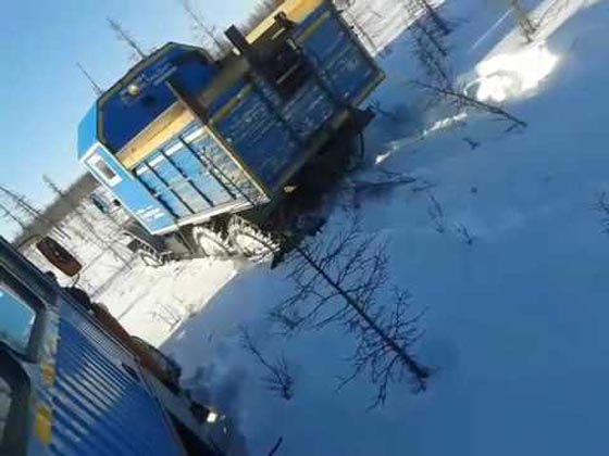 فيديو مؤلم: دهس دب بني حتى الموت يثير غضب واحتجاج الروسيين صورة رقم 3