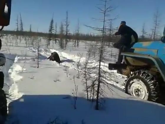 فيديو مؤلم: دهس دب بني حتى الموت يثير غضب واحتجاج الروسيين صورة رقم 4