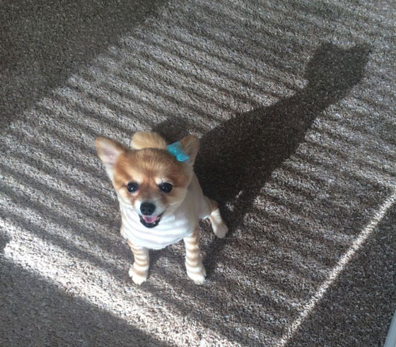 امرأة تعرض نفسها للبيع على الانترنت لتوفير العلاج لكلبها المريض! صورة رقم 3