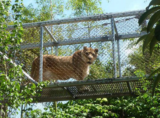 اكبر الاسود عمرا في الولايات المتحدة يواجه القتل الرحيم صورة رقم 1