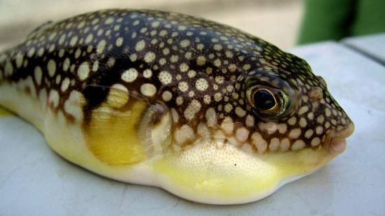 سمكة الارنب تهدد حياة التونسيين.. بسمها القاتل صورة رقم 2