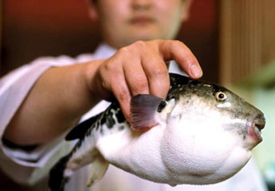 سمكة الارنب تهدد حياة التونسيين.. بسمها القاتل صورة رقم 1