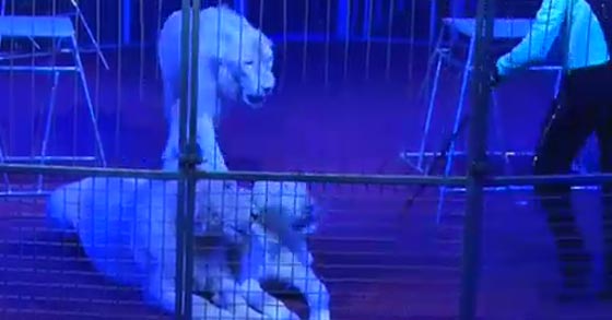 ابطال سيرك فيغاس يتحدون الموت في الاردن صورة رقم 3