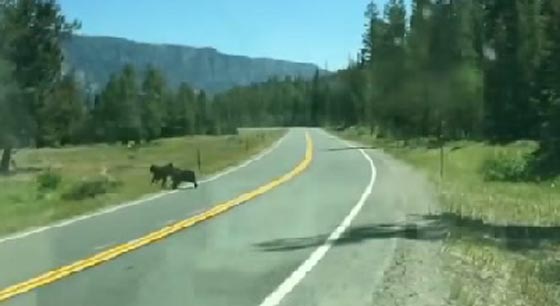 العدسة العابرة توثق افتراس دب جائع لبقرة هاربة صورة رقم 2