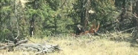 العدسة العابرة توثق افتراس دب جائع لبقرة هاربة صورة رقم 3